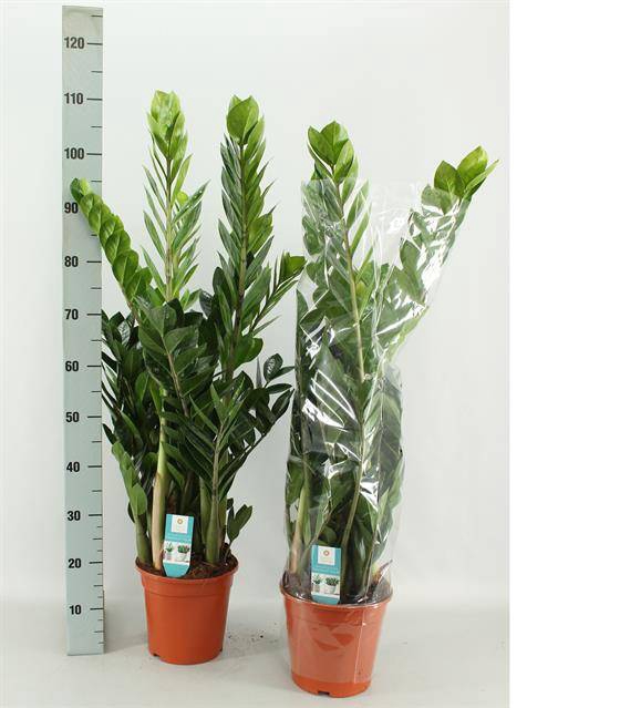 Zamioculcas zamifolia 21Ø 110cm 8st