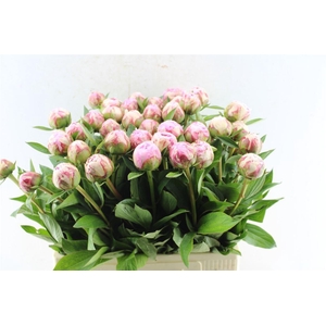 Paeonia Sarah Bernhard Pink