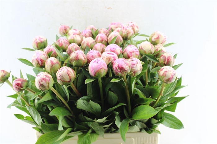 <h4>Paeonia Sarah Bernhard Pink</h4>