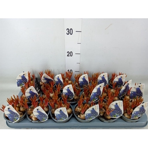 Muscari  'Night Eyes'