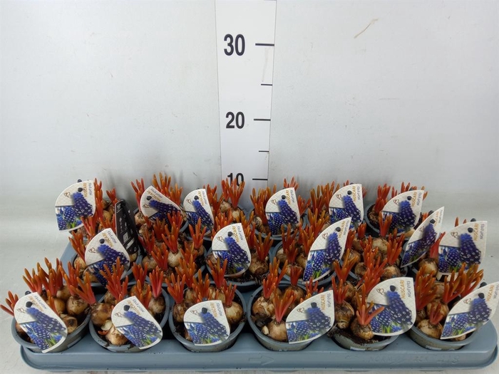 <h4>Muscari  'Night Eyes'</h4>