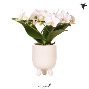 Kolibri Orchids Phalaenopsis Halo white in Gummy pot travertine