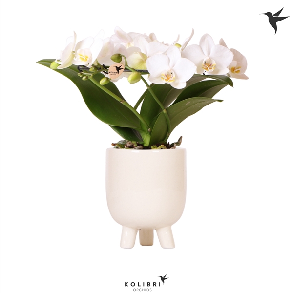 <h4>Kolibri Orchids Phalaenopsis Halo white in Gummy pot travertine</h4>