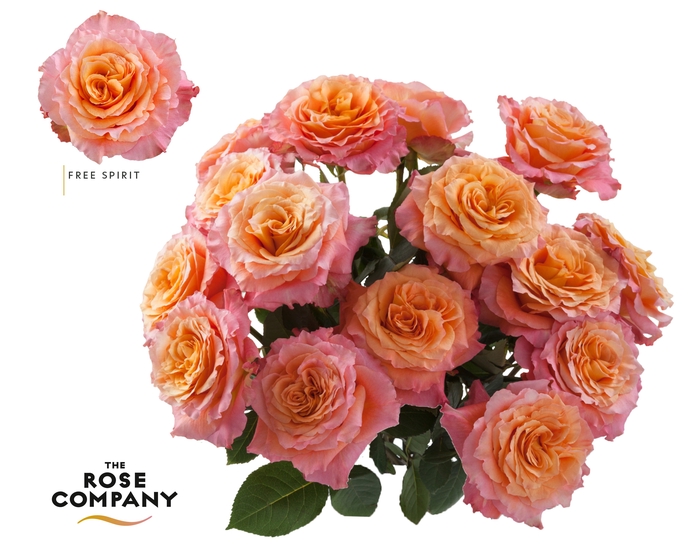 <h4>Rosa Ec Free Spirit</h4>