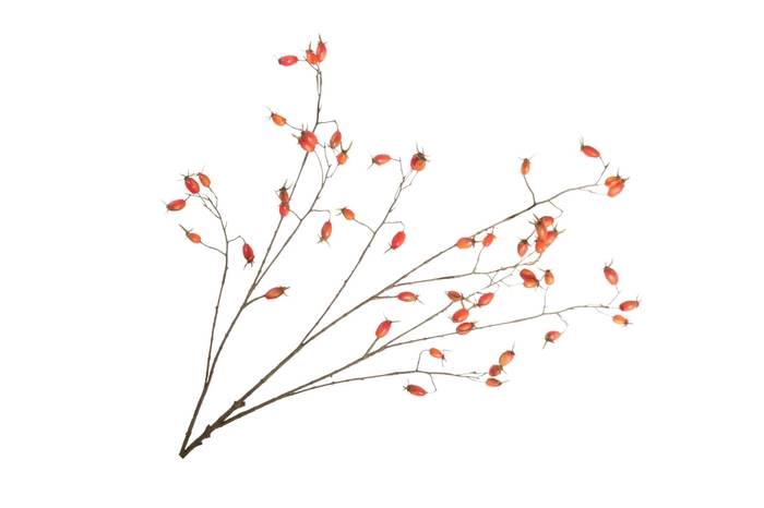 <h4>Rosehip Branch Orange LV330157ORA</h4>