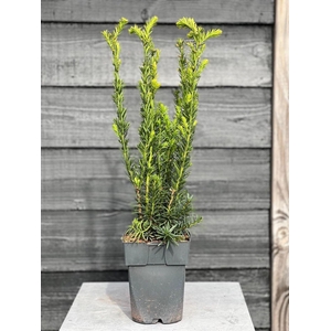 Taxus media Hillii