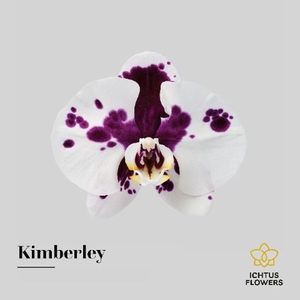 Phalaenopsis Kimberley