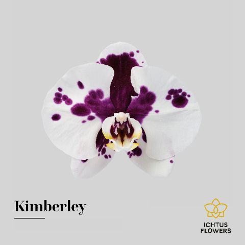 <h4>Phalaenopsis Kimberley</h4>