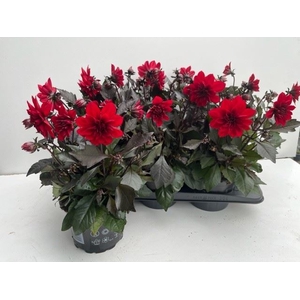 Dahlia  'Dahlinova Hypnot Red'