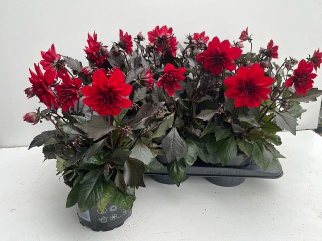 <h4>Dahlia  'Dahlinova Hypnot Red'</h4>