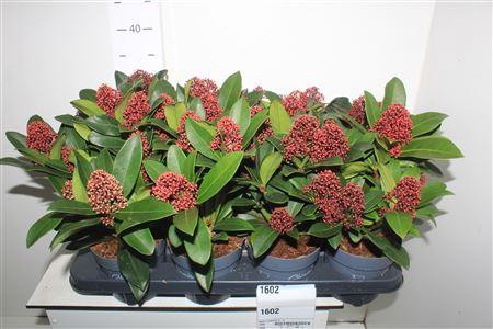 <h4>Skim J Rubella 3-5</h4>