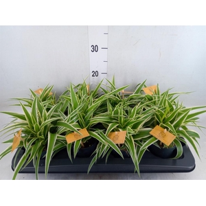 Chlorophytum com. 'Ocean'