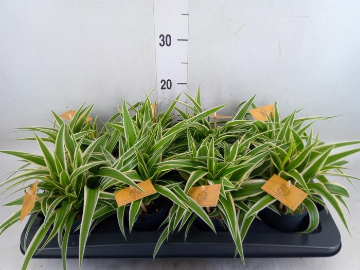 <h4>Chlorophytum com. 'Ocean'</h4>