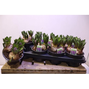 arr8 Hyacin Ov Purple