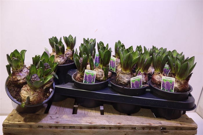 <h4>arr8 Hyacin Ov Purple</h4>