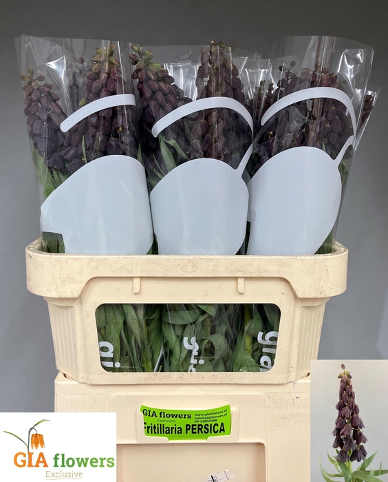 <h4>Frit Persica</h4>