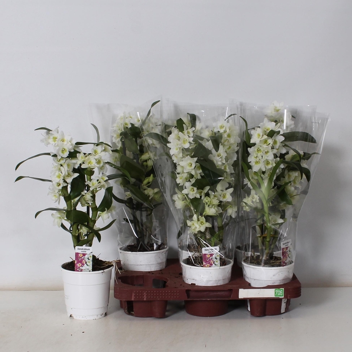 <h4>DENDR N SC APOLLON</h4>