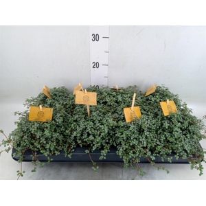 Pilea glaucophylla 'Greyzy'