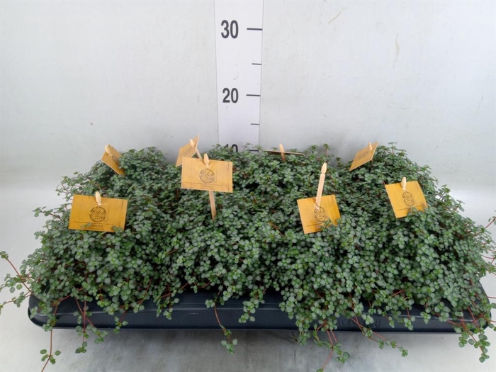 <h4>Pilea glaucophylla 'Greyzy'</h4>