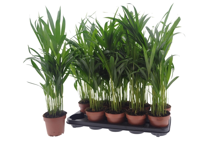 <h4>DYPSIS LUTESCENS</h4>