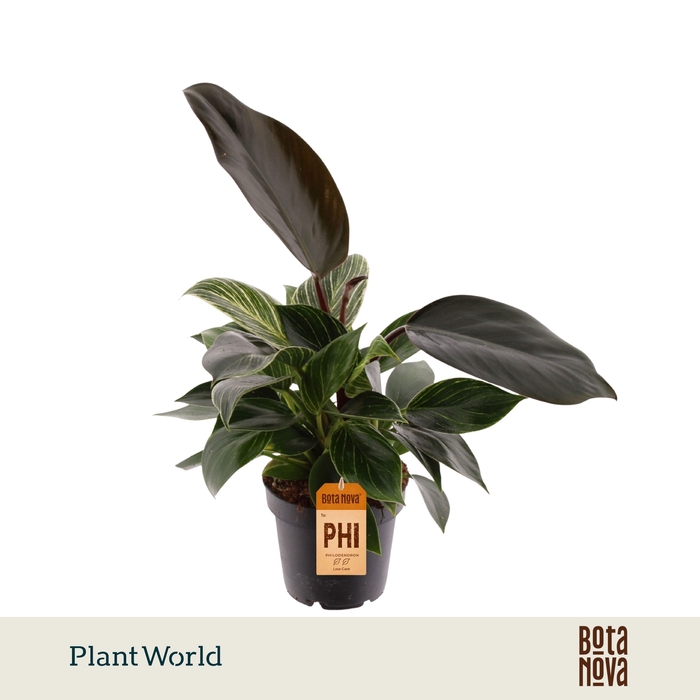 <h4>Philodendron Maximus</h4>