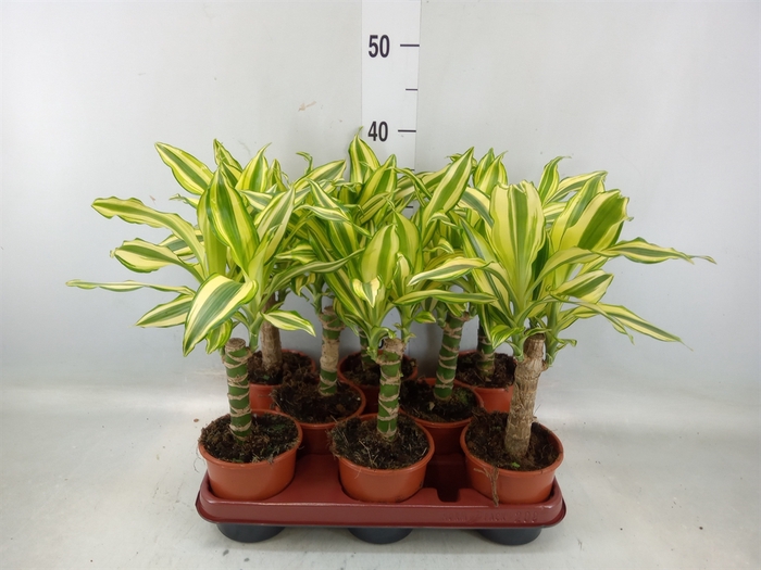 <h4>Dracaena frag. 'Yellow Coast'</h4>