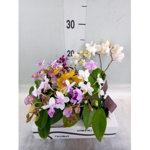 Phalaenopsis   ...mini