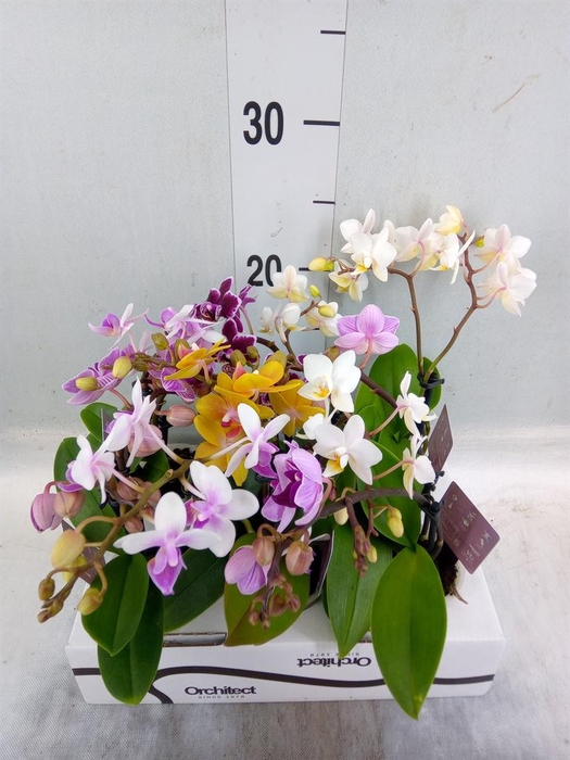 <h4>Phalaenopsis   ...mini</h4>