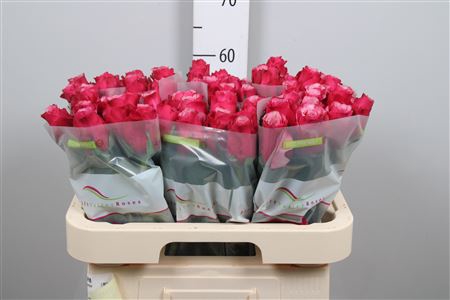 <h4>R Gr Elewana</h4>