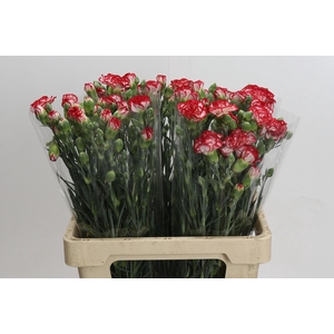 Dianthus Sp Minuetto