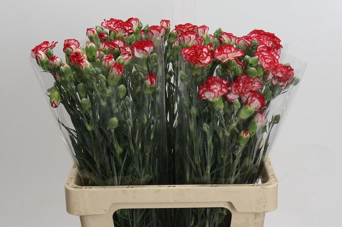 <h4>Dianthus Sp Minuetto</h4>