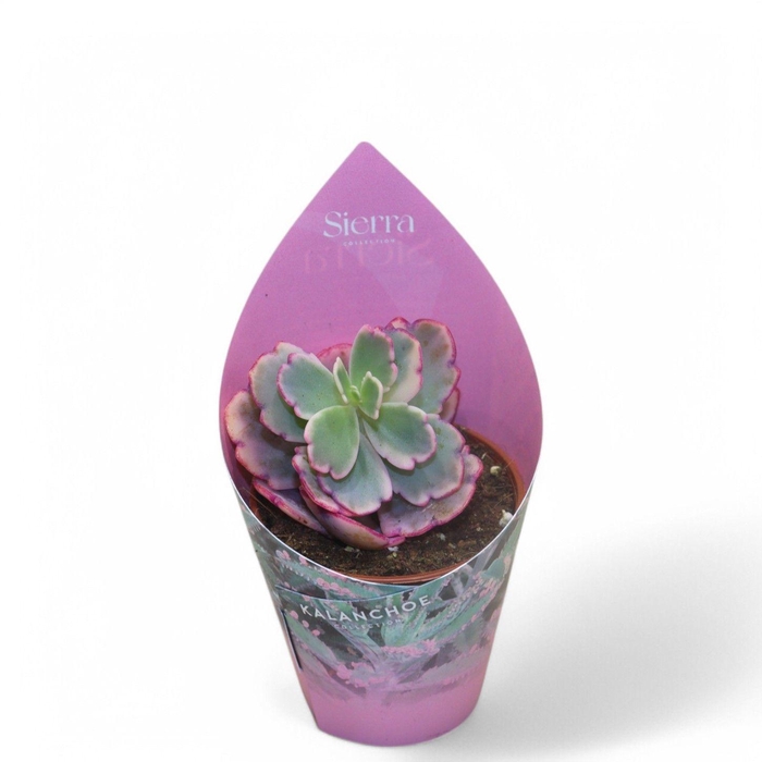 <h4>Sierra's - Kalanchoe Fedtschenkoi Variegata</h4>