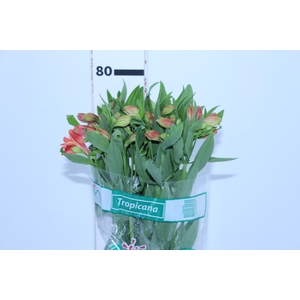 ALSTROEMERIA TROPICANA 080 CM