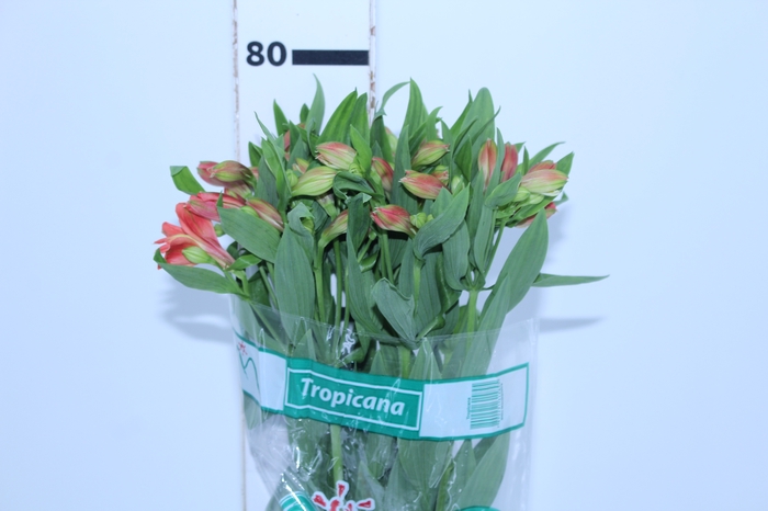 ALSTROEMERIA TROPICANA 080 CM