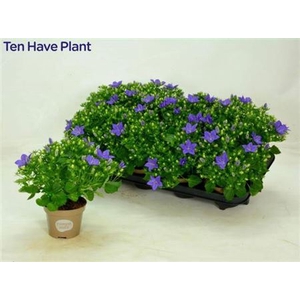 Campanula isophylla 'Napoli'