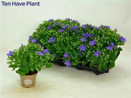 <h4>Campanula isophylla 'Napoli'</h4>