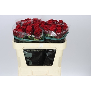 Rosa Gr Red Naomi Porta