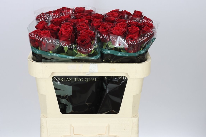 <h4>Rosa Gr Red Naomi Porta</h4>