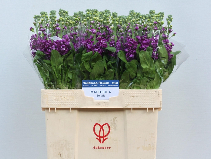 <h4>Matth Debora</h4>