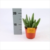 Aloe 10.5 Cm. P. Spider