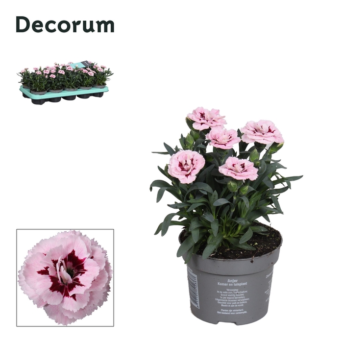 <h4>Dianthus - 10,5 cm - Oscar Purple Star - Decorum</h4>