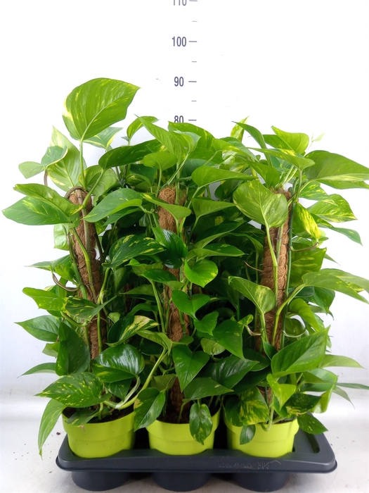 <h4>Epipremnum pinn.   ...moss stick</h4>