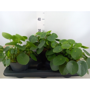 Pilea peperomoides