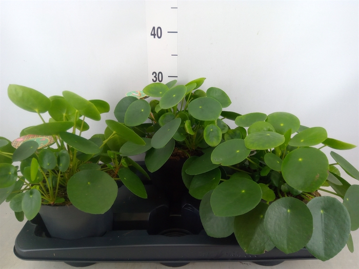 <h4>Pilea peperomoides</h4>