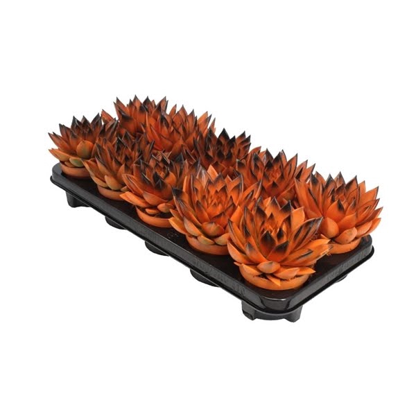 <h4>Echeveria bicoloured orange/black</h4>