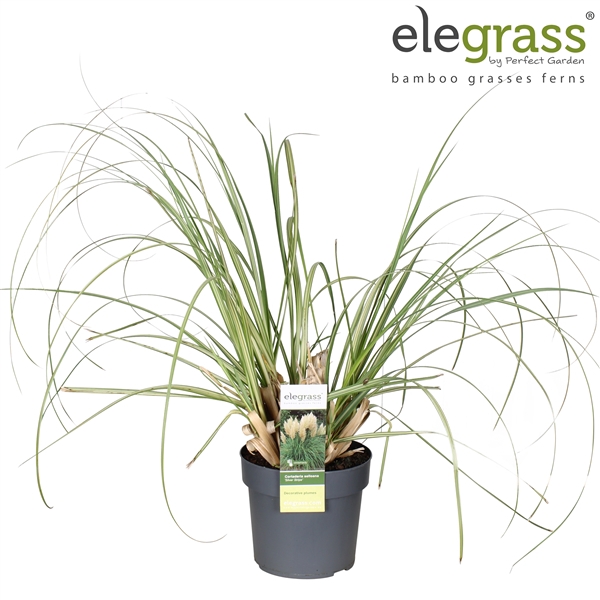 <h4>Cortaderia selloana 'Silver Striped' P19</h4>
