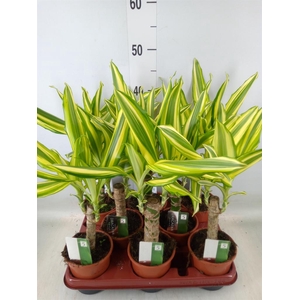 Dracaena frag. 'Yellow Coast'