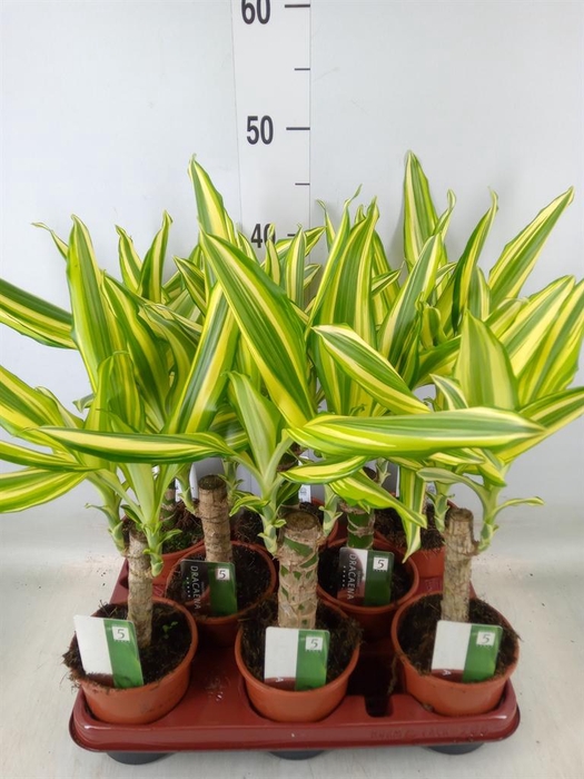 <h4>Dracaena frag. 'Yellow Coast'</h4>