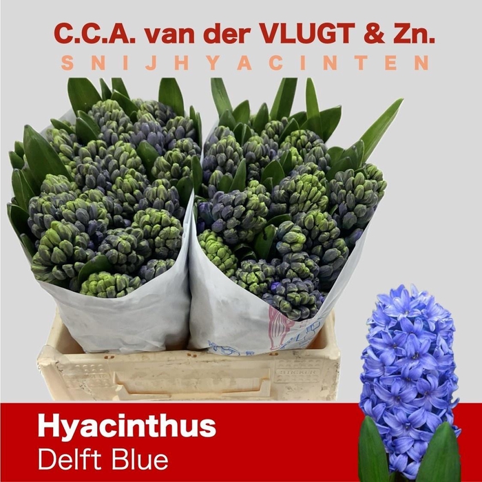 <h4>HYAC DELFT BLUE</h4>