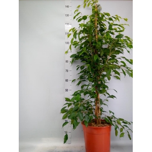 Ficus benja. 'Exotica'
